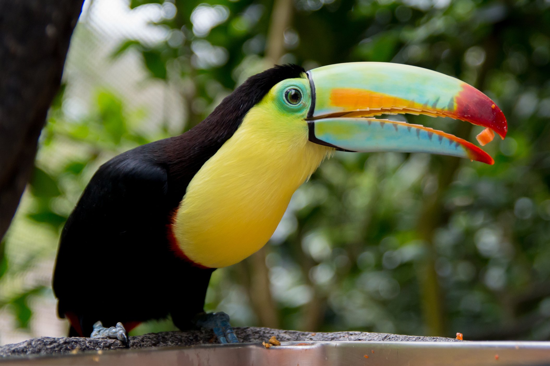 Tucan